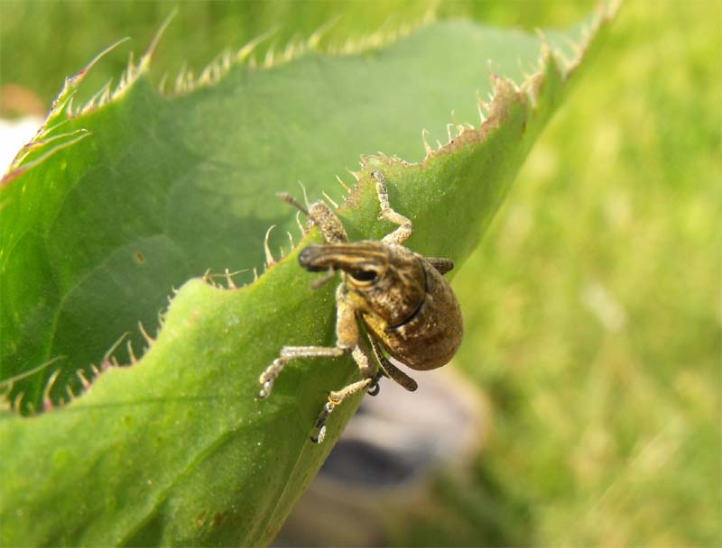 Curculionidae maremmano da ID